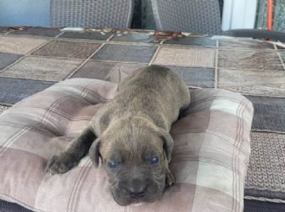 Cane Corso, rezervacija tenaca